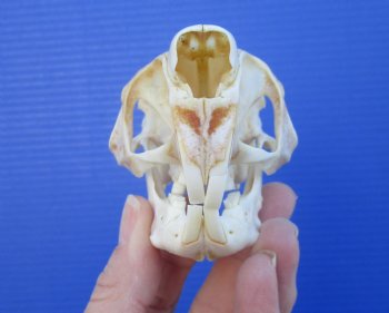 3-1/8 inches South African Spring Hare Skull for $39.99