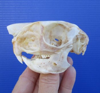 3-1/8 inches South African Spring Hare Skull for $39.99