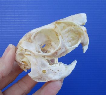 3-1/8 inches South African Spring Hare Skull for $39.99