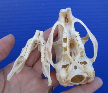 3-1/8 inches South African Spring Hare Skull for $39.99