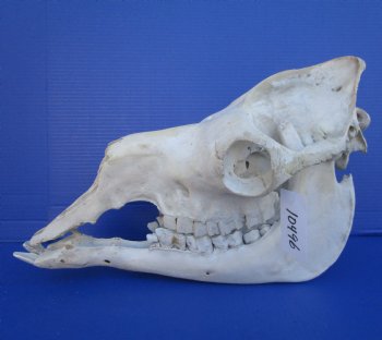 18-3/4 inches One Hump Camel Skull with Lower Jaw, Grade B quality, for $149.99
