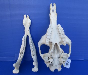 18-3/4 inches One Hump Camel Skull with Lower Jaw, Grade B quality, for $149.99