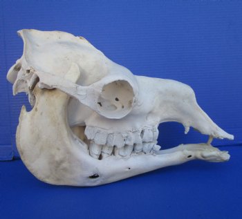 16 inches One Hump Camel Skull with Lower Jaw, Grade B quality, for $149.99