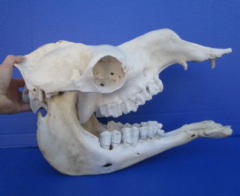 16 inches One Hump Camel Skull with Lower Jaw, Grade B quality, for $149.99