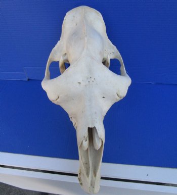 16 inches One Hump Camel Skull with Lower Jaw, Grade B quality, for $149.99
