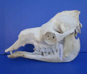 16 inches One Hump Camel Skull with Lower Jaw, Grade B quality, for $149.99