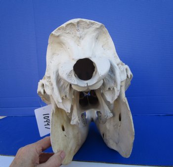 16 inches One Hump Camel Skull with Lower Jaw, Grade B quality, for $149.99