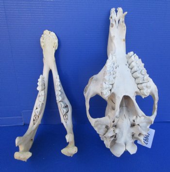 16 inches One Hump Camel Skull with Lower Jaw, Grade B quality, for $149.99