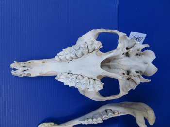 16 inches One Hump Camel Skull with Lower Jaw, Grade B quality, for $149.99