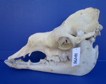 19 inches One Hump Camel Skull with Lower Jaw, Grade B quality, for $149.99