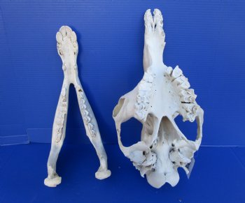 19 inches One Hump Camel Skull with Lower Jaw, Grade B quality, for $149.99