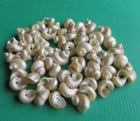 Small Pearl White Turban Shells in Bulk 1-1/4 to 1-3/4 inches - 100 @ .32 each