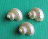 1-1/4 to 1-3/4 inches <font color=red> Wholesale</font> Small Pearl White Turban Shells in Bulk for Hermit Crab Homes and Seashell Crafts - Case of 500 @ .20 each