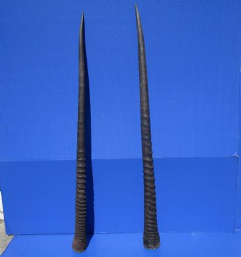 2 Large Gemsbok, Oryx Horns 34-1/2 and 33 inches for $33 each