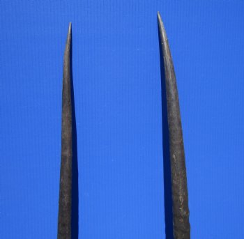 2 Large Gemsbok, Oryx Horns 34-1/2 and 33 inches for $33 each
