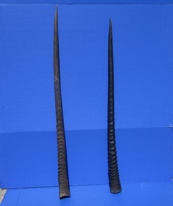 2 Large Gemsbok, Oryx Horns 33-1/2 and 35 inches for $33 each