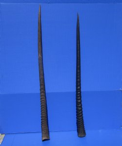 2 Large Gemsbok, Oryx Horns 33-1/2 and 35 inches for $33 each
