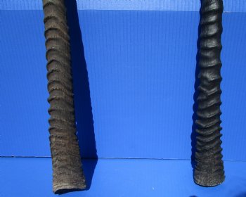 2 Large Gemsbok, Oryx Horns 33-1/2 and 35 inches for $33 each