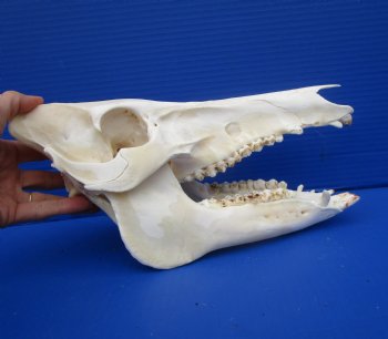 11-1/2 inches Real Georgia Wild Boar Skull for Sale for $49.99