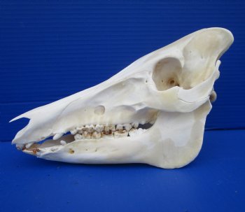 11-1/2 inches Real Georgia Wild Boar Skull for Sale for $49.99