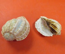 3 to 4 inches Harpa Davidis Shells  - 10 @ $1.30 each; 50 @ $1.15 each; 