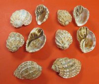 3 to 4 inches Harpa Davidis Shells  - 10 @ $1.40 each; 50 @ $1.12 each; 