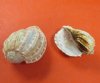 3 to 4 inches Harpa Davidis Shells  - 10 @ $1.40 each; 50 @ $1.12 each; 