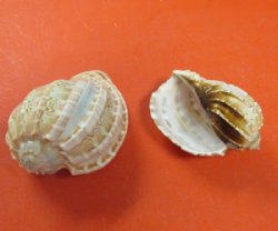 Harpa Davidis Sea Shells <font color=red> Wholesale</font> 3 to 4 inches - 140 @ .70 each