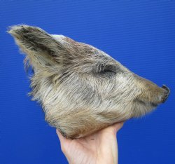 9 inches Preserved Georgia Wild Hog Head with Light Gray and Tan Fur for Sale for $59.99