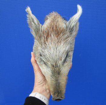 9 inches Preserved Georgia Wild Hog Head with Light Gray and Tan Fur for Sale for $59.99