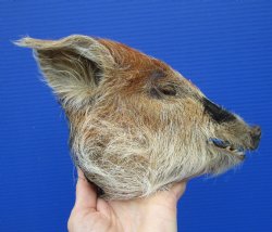 7-3/4 inches Preserved Auburn and Gray Georgia Wild Boar Head for Sale for $49.99