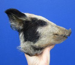 8 inches Preserved Black and Tan Georgia Wild Boar Head for Sale for $59.99
