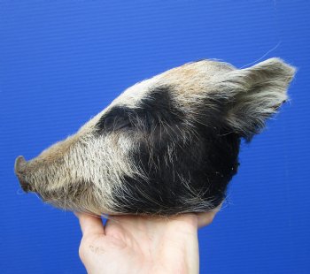 8 inches Preserved Black and Tan Georgia Wild Boar Head for Sale for $59.99