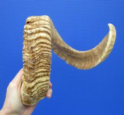 32 inches African Merino Ram, <font color=red> Huge</font> Sheep Horn for Sale - $32.99