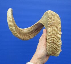 33 inches African Merino Ram, <font color=red> Huge</font> Sheep Horn for Sale - $33.99
