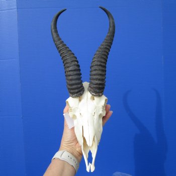  African Springbok Skull for Sale with 10-1/4 and 10-7/8 inches Horns (2 Holes, Nose Bridge Repair) - Buy this one for $62.99