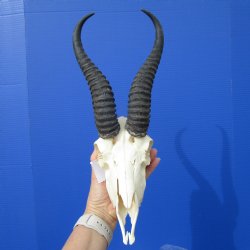  African Springbok Skull for Sale with 10-1/4 and 10-7/8 inches Horns (2 Holes, Nose Bridge Repair) - Buy this one for $62.99