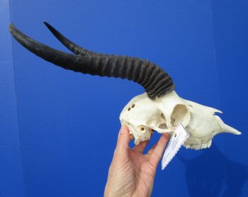  African Springbok Skull for Sale with 10-1/4 and 10-7/8 inches Horns (2 Holes, Nose Bridge Repair) - Buy this one for $62.99