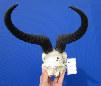  African Springbok Skull for Sale with 10-1/4 and 10-7/8 inches Horns (2 Holes, Nose Bridge Repair) - Buy this one for $62.99