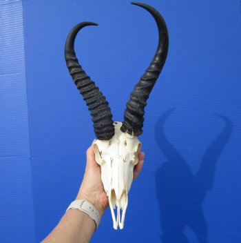 African Male Springbok Skull with 10-3/4 and 10-7/8 inches Horns <font color=red> Grade B Quality</font> (Hole, Mismatched Horns) for $59.99