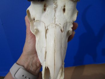 African Male Springbok Skull with 10-3/4 and 10-7/8 inches Horns <font color=red> Grade B Quality</font> (Hole, Mismatched Horns) for $59.99