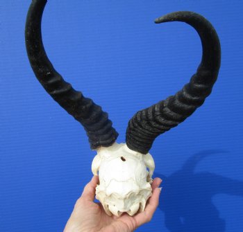 Grade 2 African Male Springbok Skull with 10-3/4 and 10-7/8 inches Horns (Hole, Mismatched Horns) for $49.99