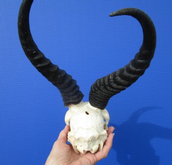 African Male Springbok Skull with 10-3/4 and 10-7/8 inches Horns <font color=red> Grade B Quality</font> (Hole, Mismatched Horns) for $59.99