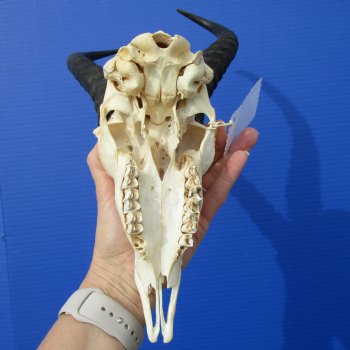 African Male Springbok Skull with 10-3/4 and 10-7/8 inches Horns <font color=red> Grade B Quality</font> (Hole, Mismatched Horns) for $59.99
