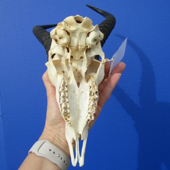 Grade 2 African Male Springbok Skull with 10-3/4 and 10-7/8 inches Horns (Hole, Mismatched Horns) for $49.99