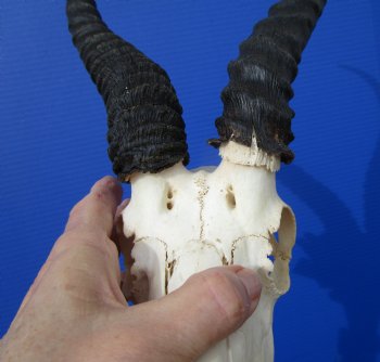 African Male Springbok Skull with 10-3/4 and 10-7/8 inches Horns <font color=red> Grade B Quality</font> (Hole, Mismatched Horns) for $59.99