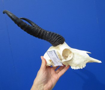  African Springbok Skull for Sale with 9-1/2 and 9-3/4 inches Horns <font color=red> Good Quality</font> - Buy this one for $79.99