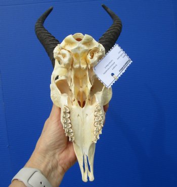  African Springbok Skull for Sale with 9-1/2 and 9-3/4 inches Horns <font color=red> Good Quality</font> - Buy this one for $74.99