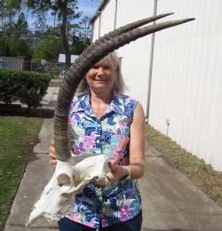 Female African Sable Skull with 28 inches Horns, Grade B, Damaged Skull for $159.99