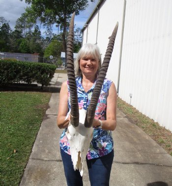 Female African Sable Skull with 28 inches Horns, Grade B, Damaged Skull for $159.99